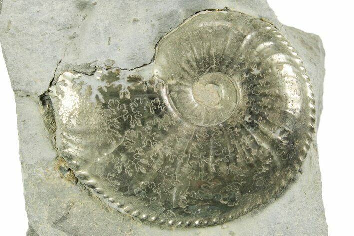 Pyritized Jurassic Ammonite (Amaltheus) Fossil - France #367618